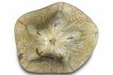 Polished Miocene Fossil Echinoid (Clypeaster) - Morocco #288920-1